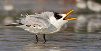 Royal Tern Calling