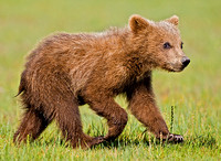 Cub
