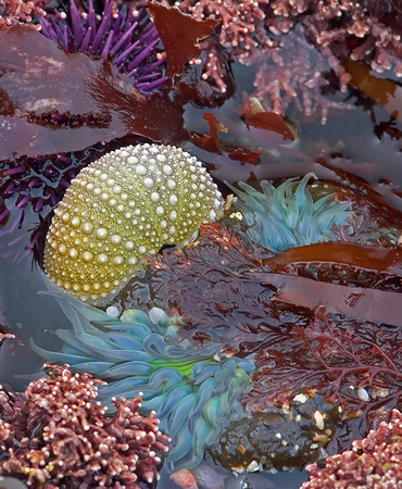 Urchin Skeleton
