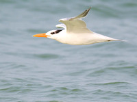 Royal Tern