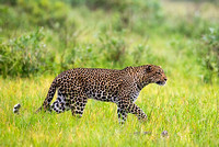 Leopard Stalking Prey