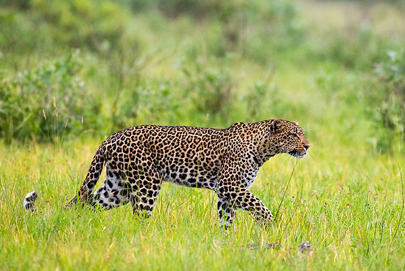 Leopard Stalking Prey