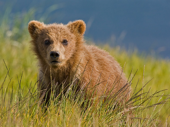Cub