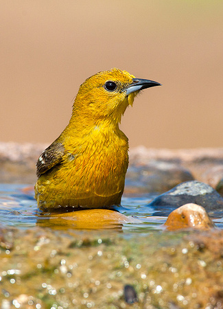 Bullock's Oriole Bathing