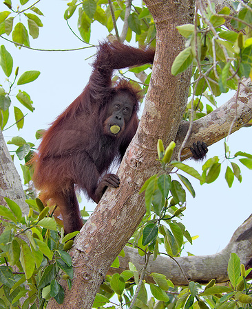 Orangutan with Fruit in Mouth