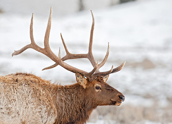 Bull Elk