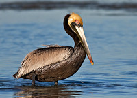 Brown Pelican