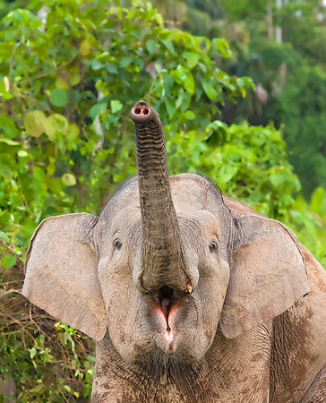 Subadult Pygmy Elephant Calling
