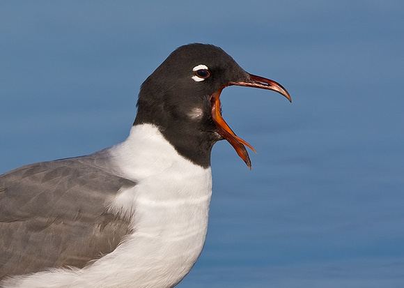Laughing Gull