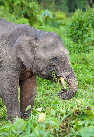 Pygmy Elephant Feeding