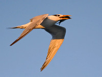 Royal Tern with Fish in Bill