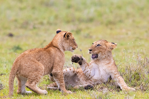Lion Cubs Playing