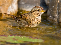 Lincoln's Sparrow Bathing