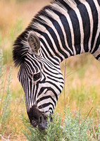 Zebra Grazing
