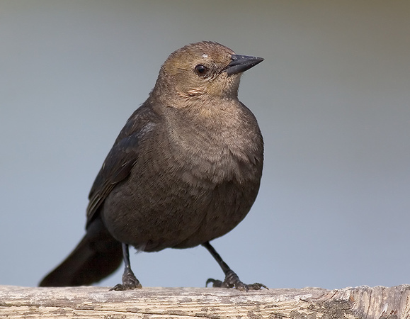 Brewer's Blackbird