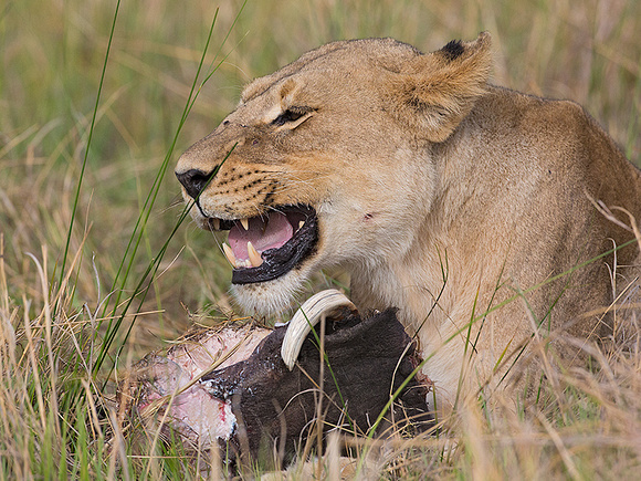 Lioness with Prey