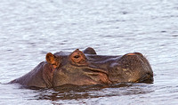Hippo