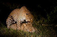 Leopards Mating