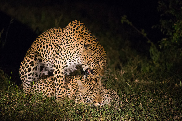 Leopards Mating