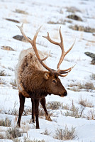 Bull Elk