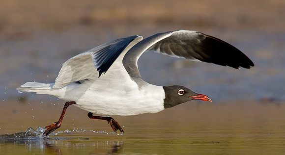 Laughing Gull Taking Off