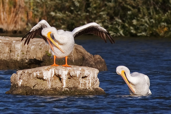 White Pelicans