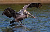 Brown Pelican