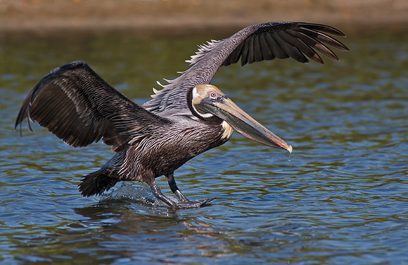 Brown Pelican
