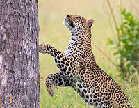 Leopard Climbing Tree to Rest