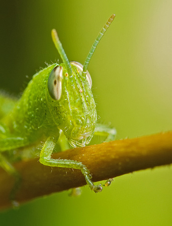 Grasshopper