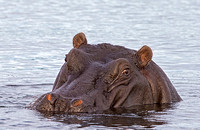 Wary Hippo