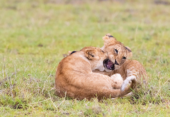 Lion Cubs Playing
