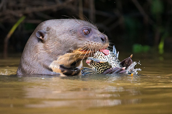Giant otter eating