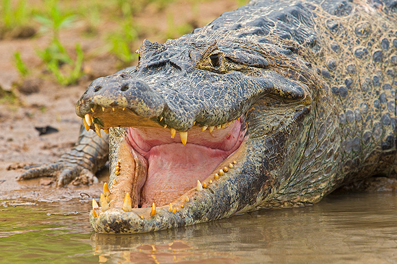 Large old male caiman