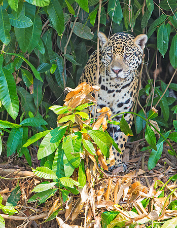 Juvenile jaguar peering toward river