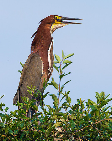Tiger heron