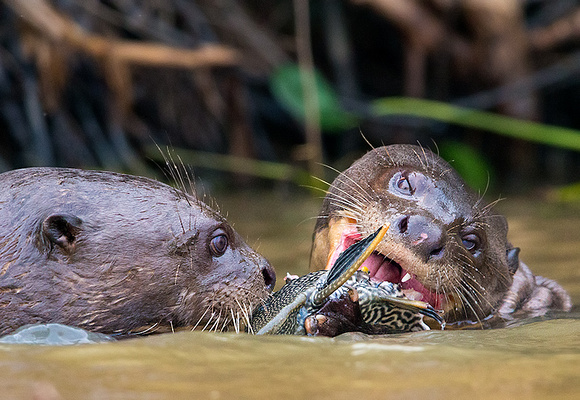 Giant otters sharing fish