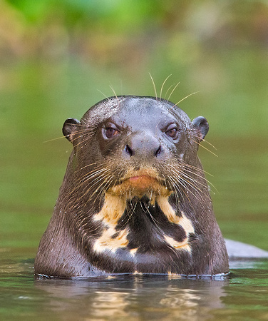 Giant otter with attitude