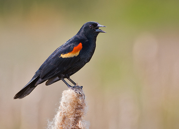 Red-Winged Blackbird