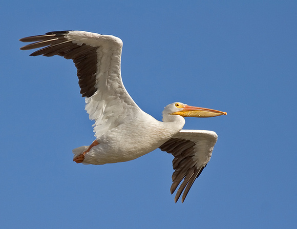 White Pelican