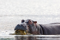 Hippo Eating Sea Grass