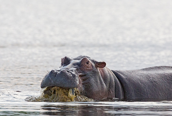 Hippo Eating Sea Grass