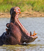 Hippo Threat Display