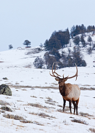 Bull Elk