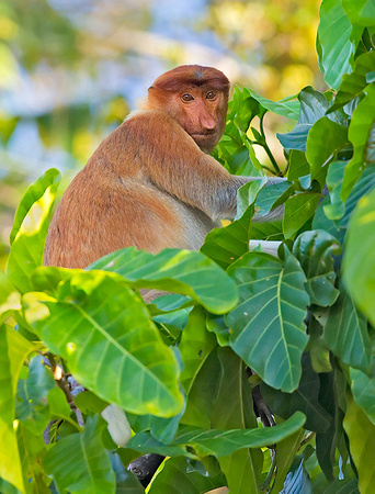 Observant Subadult Male Proboscis Monkey