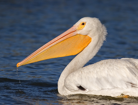 White Pelican