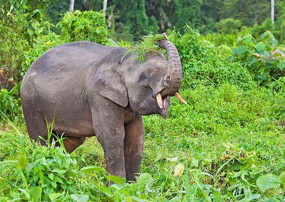 Pygmy Elephant Thrashing Grass on Head to Remove Dirt