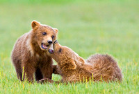 Cubs Wrestling