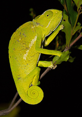 Flap-Necked Chameleon Waving