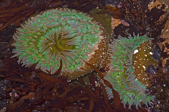 Green Anemones